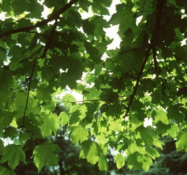 Acer velutinum