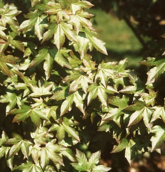 Acer zoeschense  Annae