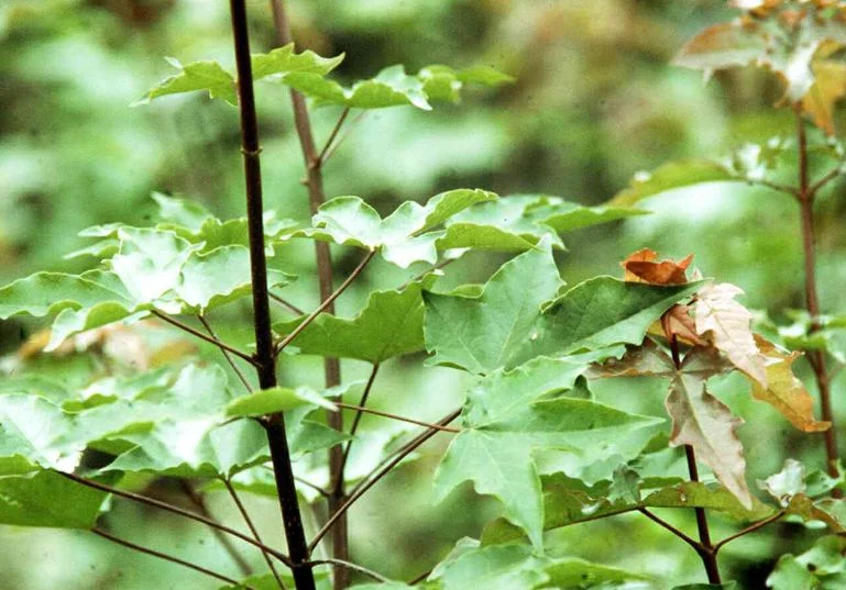 Acer zoeschense