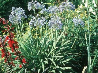 Agapanthus Umbellatus Bleu