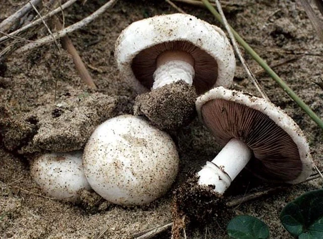 Agaricus devoniensis