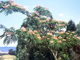 Albizzia Julibrissin