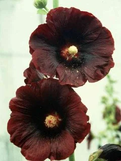 Alcea Rosea Noire