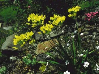 Allium Moly