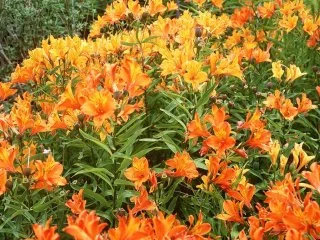 Alstroemeria Aurantiaca