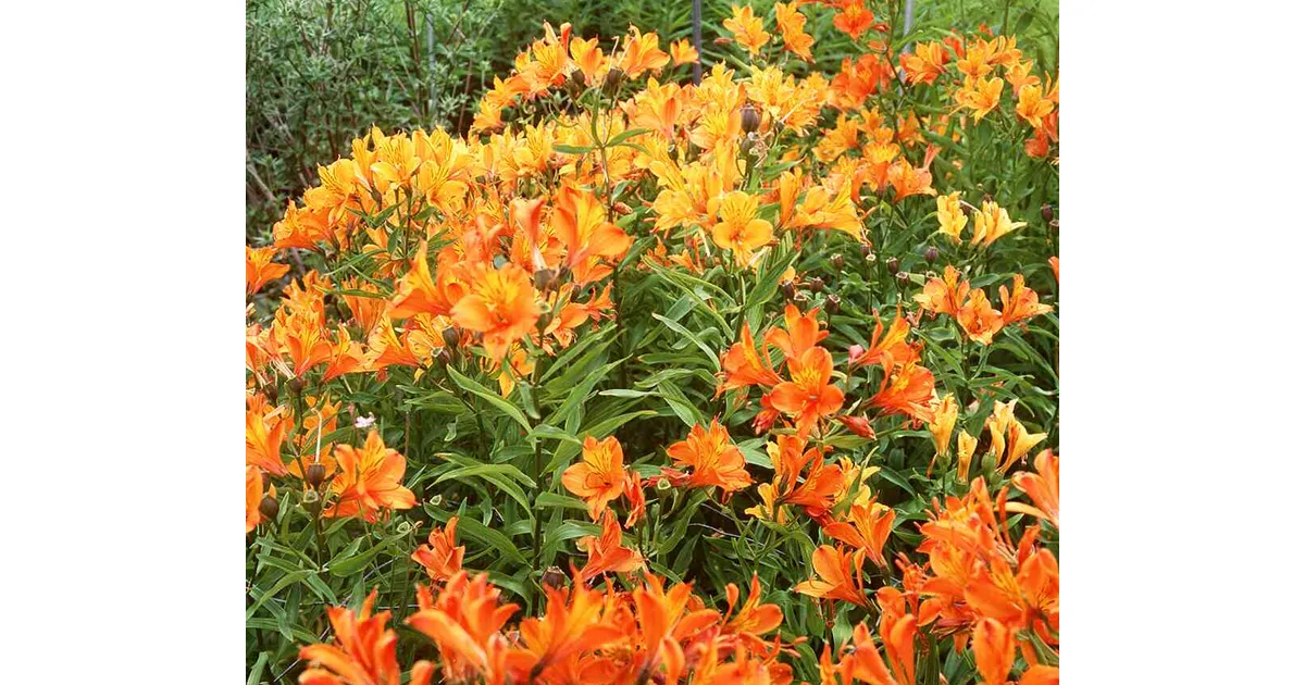 Alstroemeria Aurantiaca