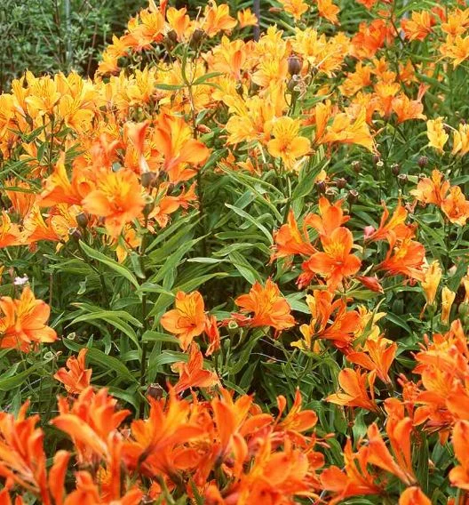 Alstroemeria Aurea Orange King