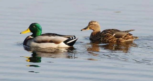 Anas platyrhynchos