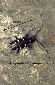 Anoplophora Glabripennis