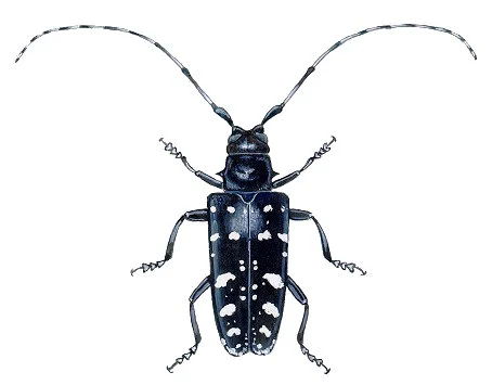 Anoplophora Glabripennis