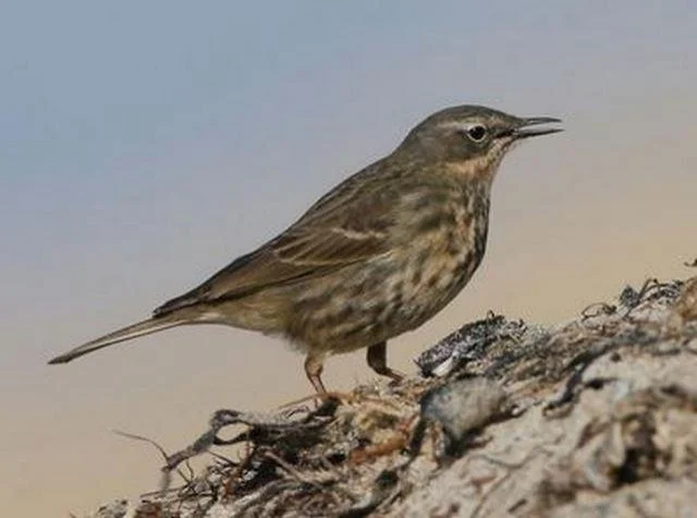 Anthus petrosus