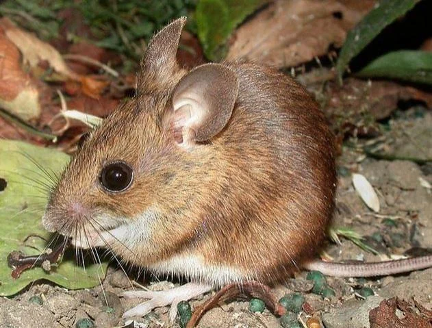 Apodemus sylvaticus