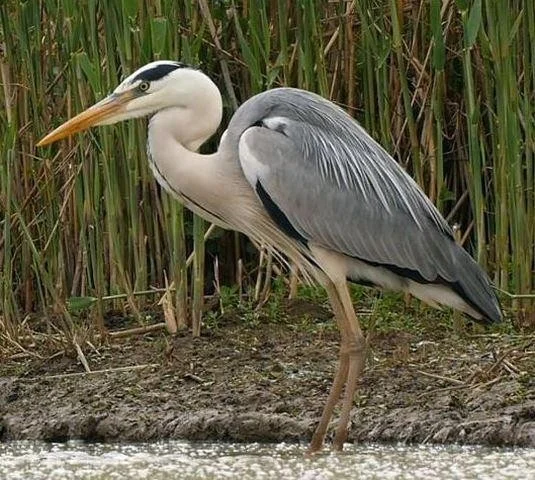 Ardea cinerea