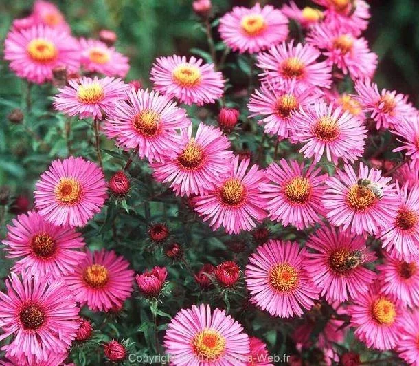 Aster Novae Angliae Paul Gerber