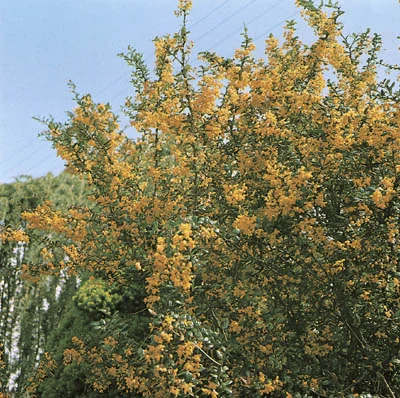 Berberis Darwinii