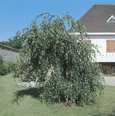 Betula Pendula Youngii