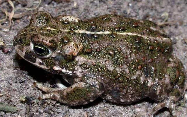 Bufo calamita