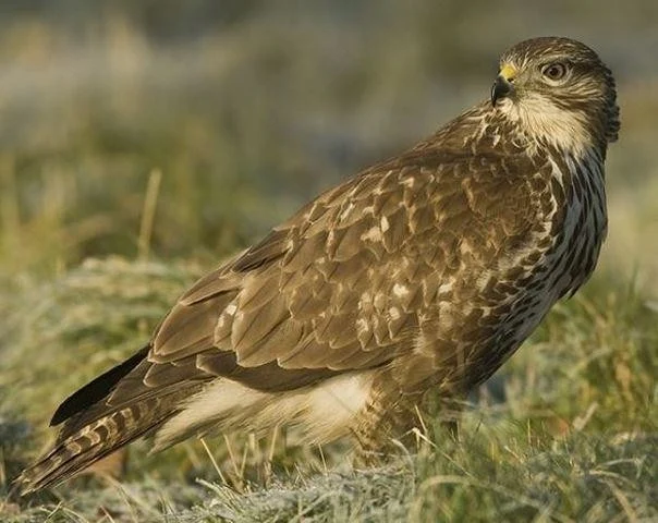 Buteo buteo