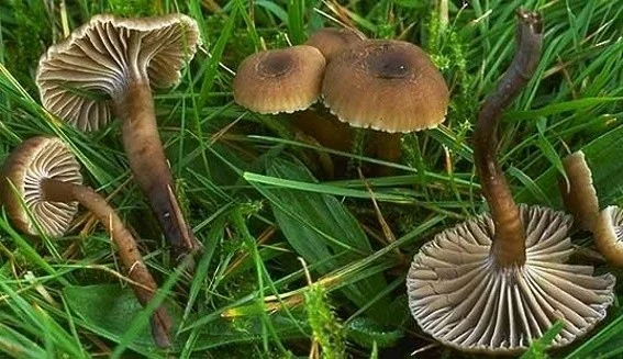 Camarophyllopsis foetens