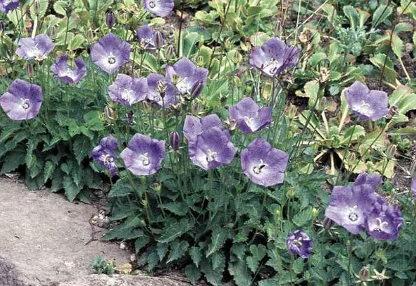 Campanula Carpatica Karl Foerster