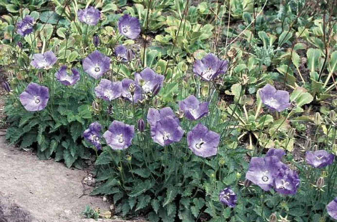 Campanula Carpatica Turbinata Karl Foerster