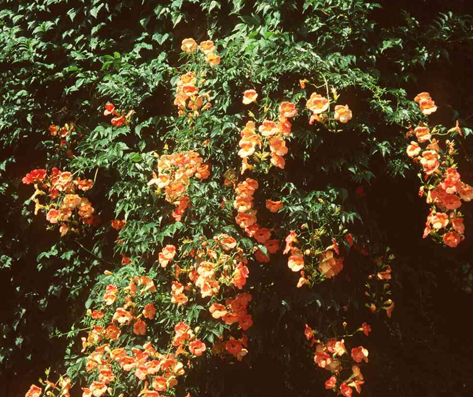 campsis