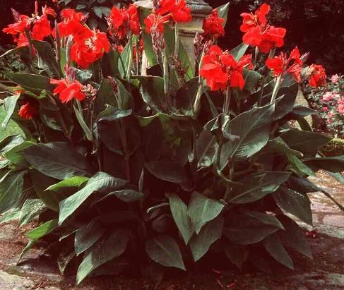 Canna Indica