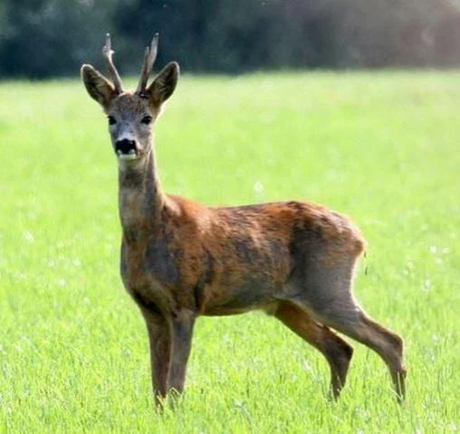 Capreolus capreolus