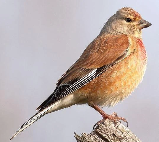 Carduelis cannabina
