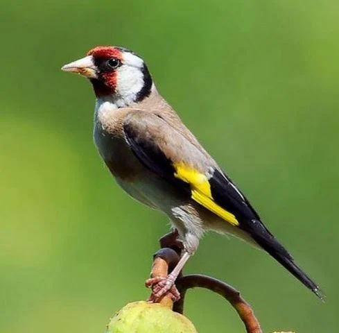 Carduelis carduelis