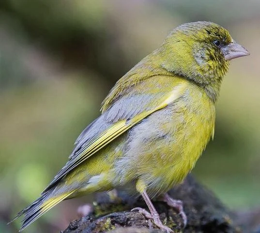 Carduelis chloris