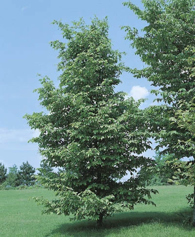 Carpinus Betulus
