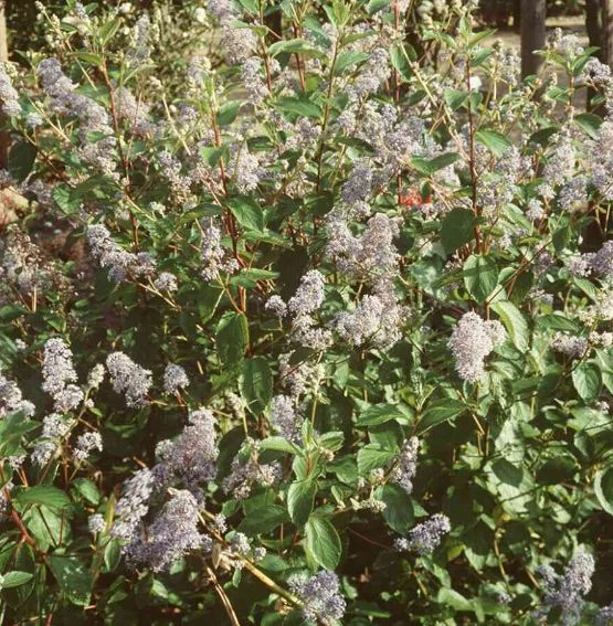 Ceanothus Delilianus Gloire De Versailles