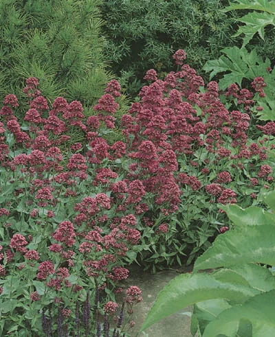 Centranthus Ruber