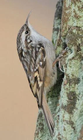 Certhia brachydactyla