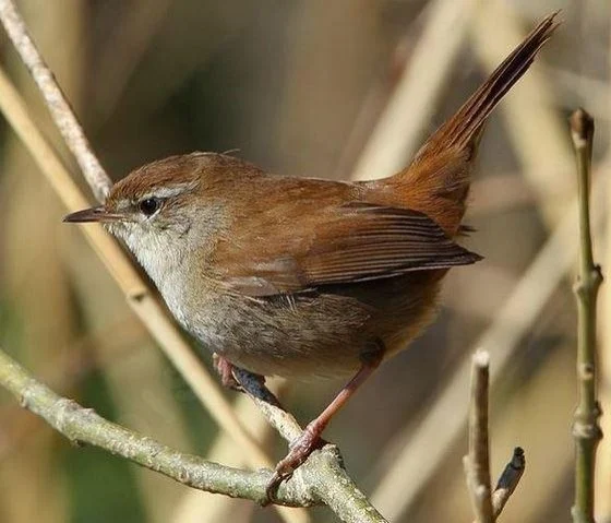 Cettia cetti
