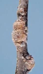 Chancre Eriosoma Lanigerum