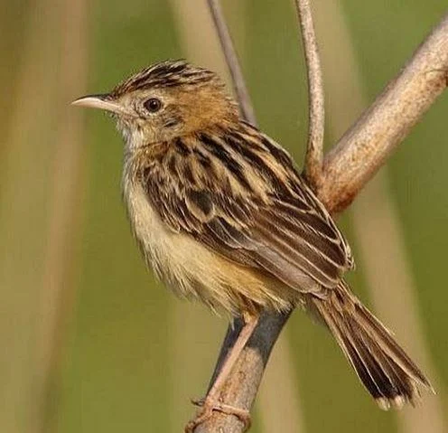 Cisticola juncidis