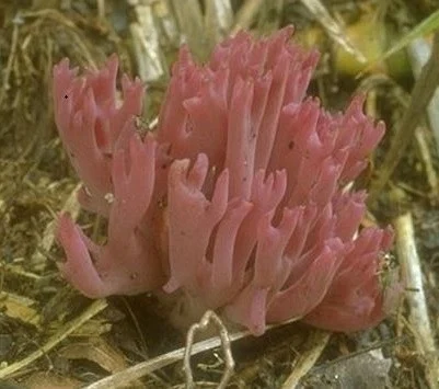 Clavaria zollingeri