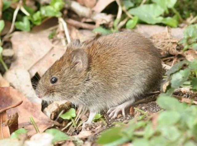 Clethrionomys glareolus