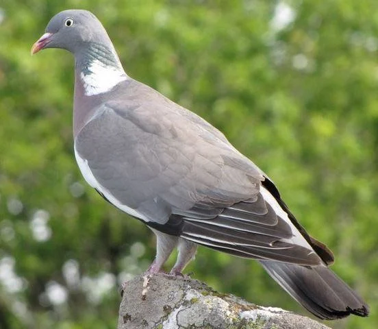 Columba palumbus