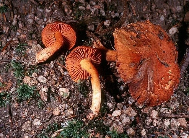 Cortinarius orellanus