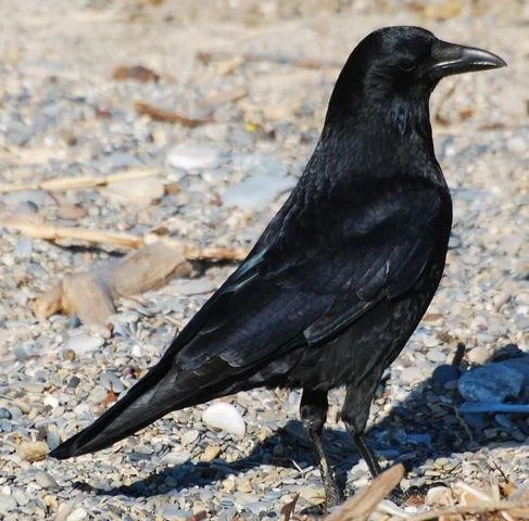 Corvus corone