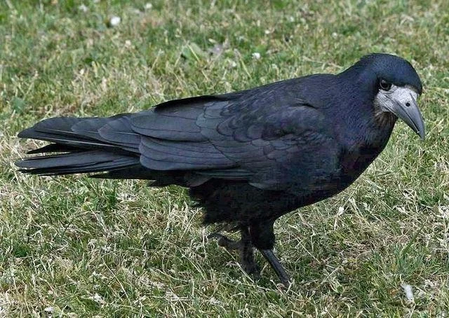 Corvus frugilegus