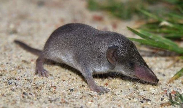 Crocidura russula