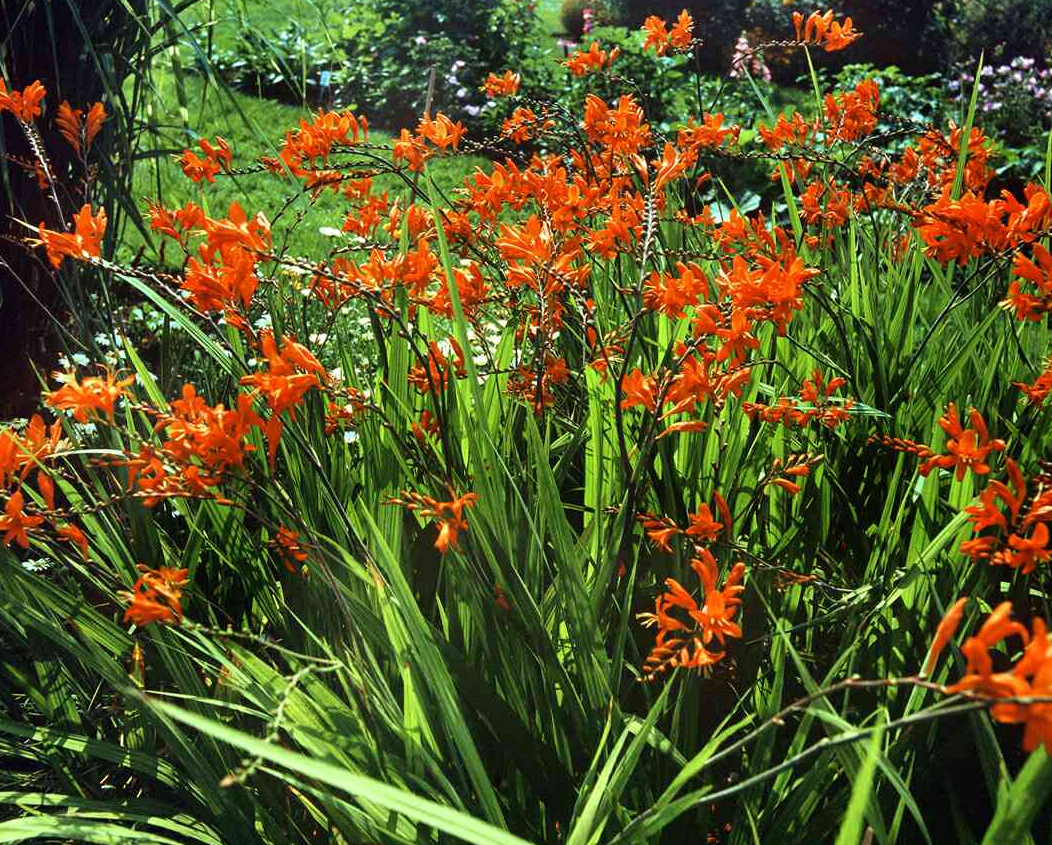 crocosmia-masoniorum