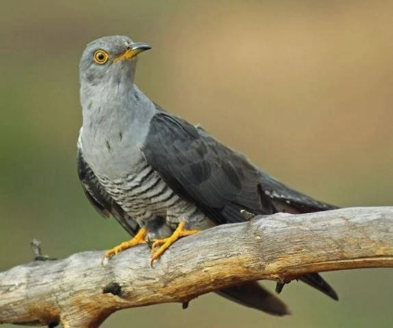 Cuculus canorus