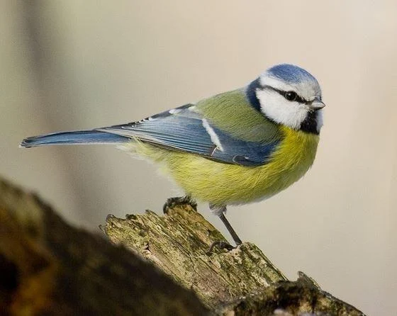 Cyanistes caeruleus