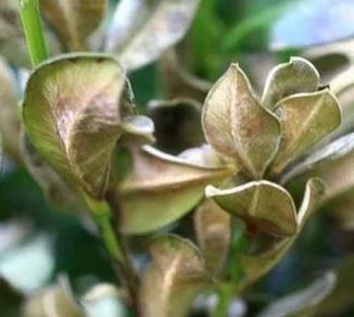 Cylindrocladium Buxicola