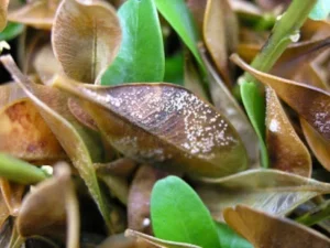 Cylindrocladium Buxicola